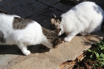 Naklejka na ściany i meble Stray cats eating cat food outside