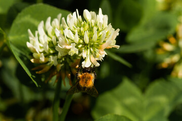
Bumblebee on a flowering plant and blurred background in spring in the park