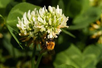 
Bumblebee on a flowering plant and blurred background in spring in the park