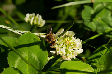 
Bumblebee on a flowering plant and blurred background in spring in the park