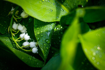 Spring background of delicate flowers of blooming lily of the valley on background of wet leaves