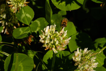 bumblebee on a flower
