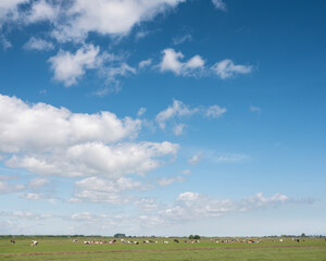 Fototapeta na wymiar landscape with cows in meadow and blue sky north of amsterdam in holland