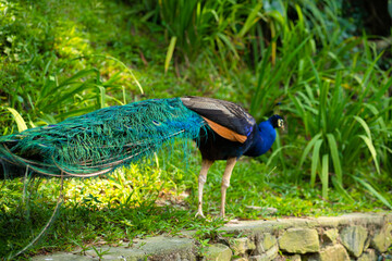 A beautiful manicured peacock walks in a green bird park.