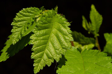 close up of green leaves