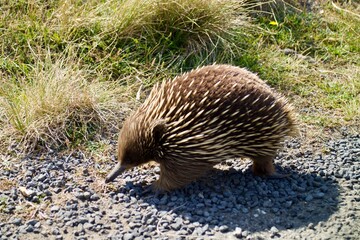 Hedgehog in Great Ocean Road in VIC Australia