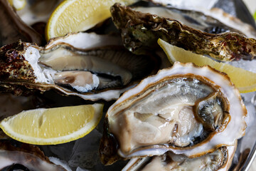 Raw oyster with opened shells with slices of lemon on a plate with ice. Close-up. Selective focus.