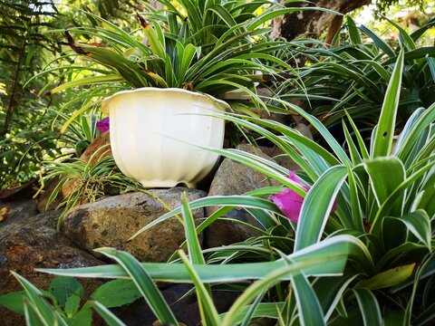 chlorophytum in a flower pot in the garden