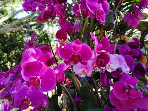 purple orchid in the garden