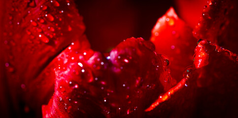 Red wet tulip
