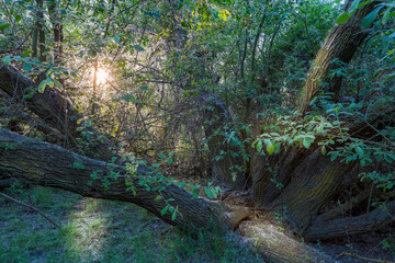 Bosque de sauces al atardecer. Salix. 

