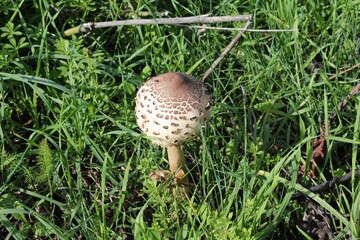 Forest mushrooms in Peloponnese, Greece.