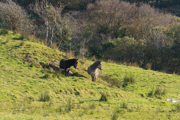 Donkeys in Connemara National Park