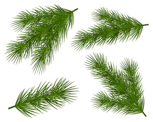Set of branches Christmas tree vector illustration