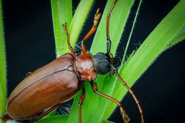 This is a titan beetle or beetle titanium or Longhorned Beetles, The beetle that destroys the cane root of the farmer in thailand, But it can be eaten as food