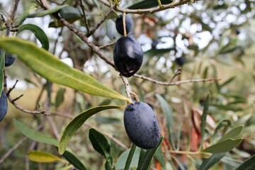 Koroneiki olives on olive tree in Messinia, Peloponnese, Greece.