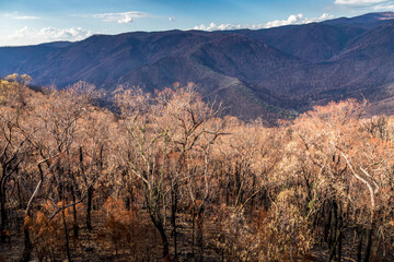 First plants start to grow again in a forest in the Snowy Mountains, burnt down during the bush fires in Australia. Nature comes back to life.