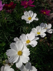 
White flowers in the garden