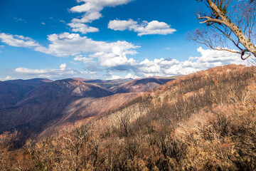 First plants start to grow again in a forest in the Snowy Mountains, burnt down during the bush fires in Australia. Nature comes back to life.