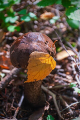 mushroom boletus with fallen leaves in the forest on blurred nature background, selected focus