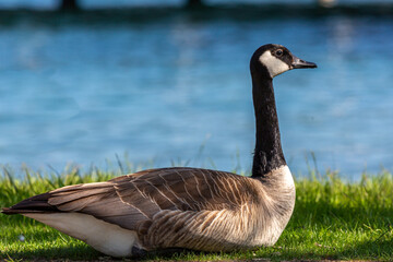 Beautiful Canada Goose