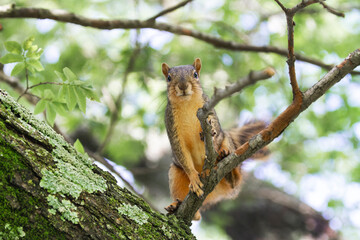 Red squirrel is alert and interacting with te viewer or camera, looking in the eye