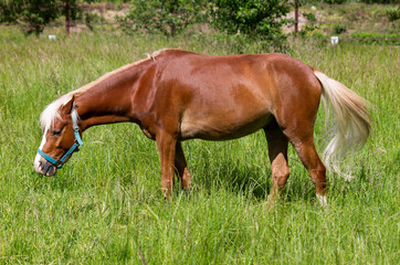 Naklejka na ściany i meble Brown horse with white mane and tail grazing on a meadow II