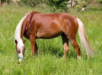 Naklejka na ściany i meble Brown horse with white mane and tail grazing on a meadow