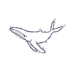 Whale with watersplashes isolated on white. Vector illustration.