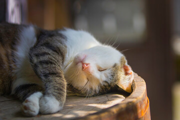 Sleeping cat on a wooden barrel, the sun's rays shine on his face