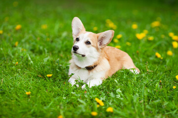 Portrait of Pembroke Welsh Corgi lying on a meadow. Concept pet care, playing and training.