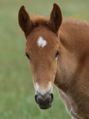 Rare Breed Foal