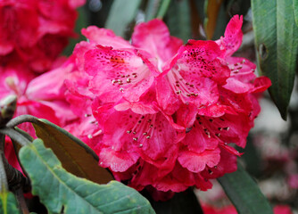 Rhododendron fully blooms at Barsay Rhododendron Sanctuary in West Sikkim, India. In India, out of 132 variety species of rhododendron, 54 species of rhododendron are found in Sikkim and best season t