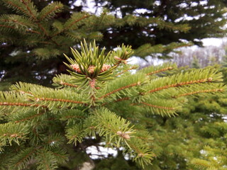 new branches of spruce
