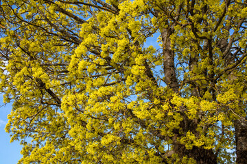 Acer platanoides, Norway maple flowers, Finland