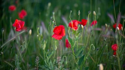 Closeup of a red poppy meadow.