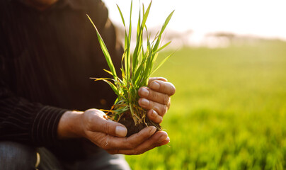 Young wheat sprout in the hands of a farmer. Wheat seedling on the hand. Farmer checking his crops on an agriculture field. Ripening ears of wheat field.