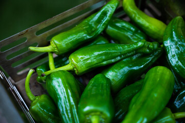 juicy green peppers in a grill tray