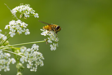 Hoverfly (Eupeodes corollae) sitting on plant in wild nature with blurred green background