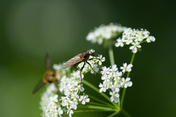 Detail of a dance fly (Empis tessellata) on cow parsley plant