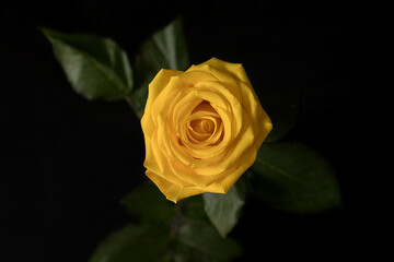 Yellow rose on black background