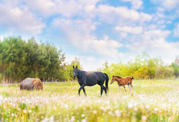 Black horse female with foal in the meadow
