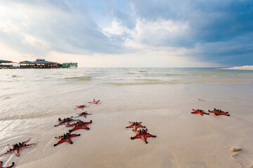Starfish on Rach Vem beach Phu Quoc