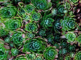 meadow of succulents in a pine forest