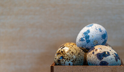 Natural quail bird eggs on light background