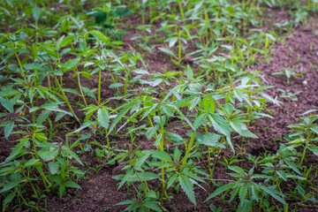 Detail of small young hemp plants. Bio eco-friendly hemp farming in Slovakia.