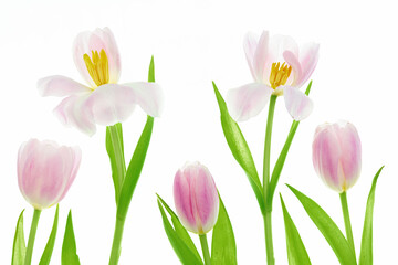 hi key shot of some coloured spring tulips shot on a lightpad/white background