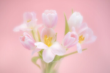 Obraz na płótnie Canvas pastel pink tulips shot on a pink backround, soft focus image