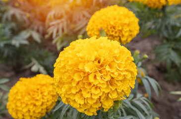 Marigold in bloom, Orange yellow bunch of flowers with green leaves..