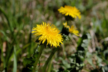 yellow dandelion flower close up, spring background